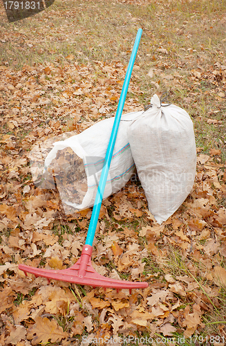 Image of The oak leaves, gathered in autumn