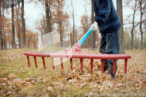 Image of A man collects in a grove of leaves