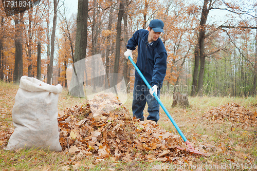 Image of A man collects in a grove of leaves