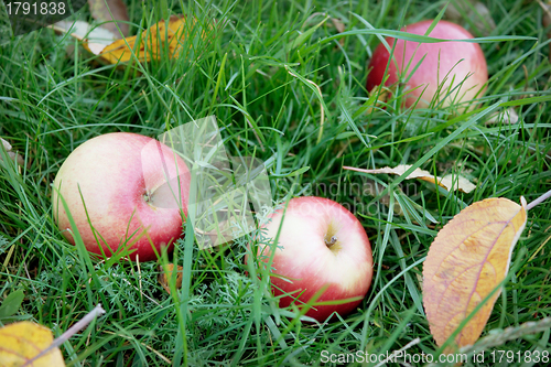 Image of Rosy apples fell on the green grass