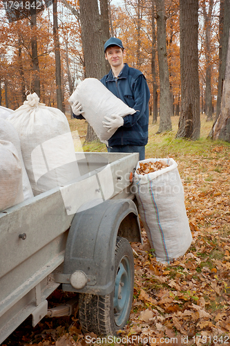 Image of A man collects in a grove of leaves