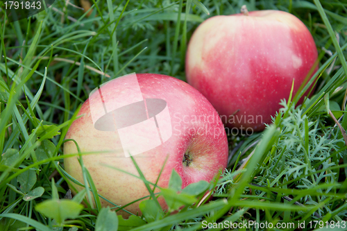 Image of Rosy apples fell on the green grass