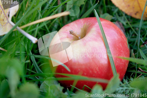 Image of Rosy apple fell on the green grass