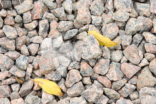 Image of Two yellow leaves