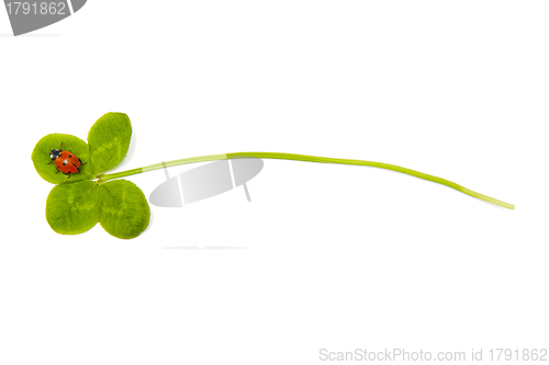 Image of Four leaf clover and ladybird