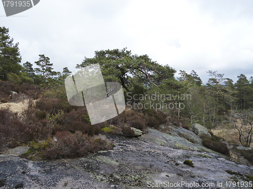 Image of rural landscape with conifers in norway