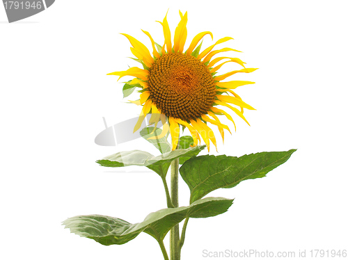 Image of Sunflower flower