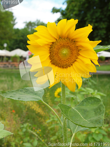 Image of Sunflower flower