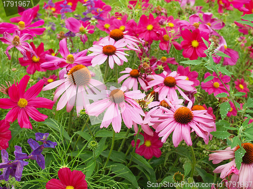 Image of Daisy flower