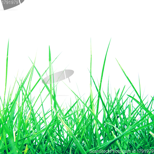 Image of Grass meadow weed