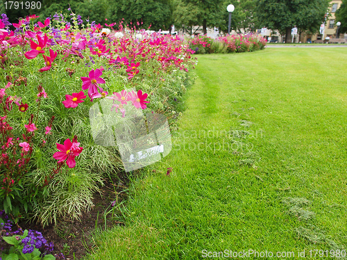 Image of Flowers