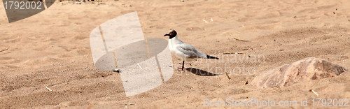 Image of seagull