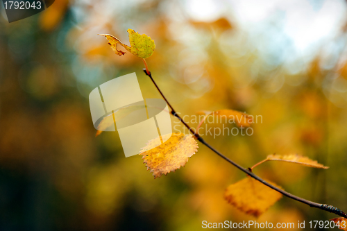 Image of autumn birch leaves