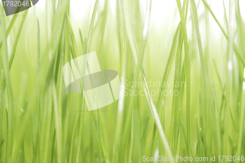 Image of green grass