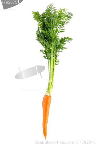 Image of Carrot