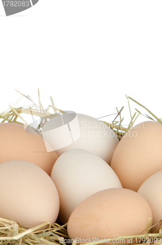 Image of Eggs closeup