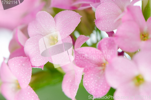 Image of Beautiful pink flowers and green leaves