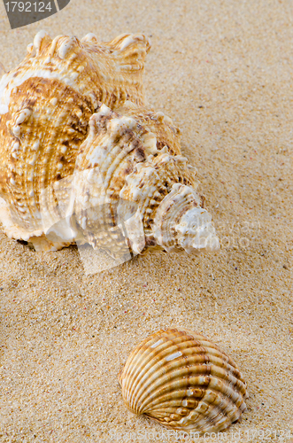 Image of Sea shell and conch on sand