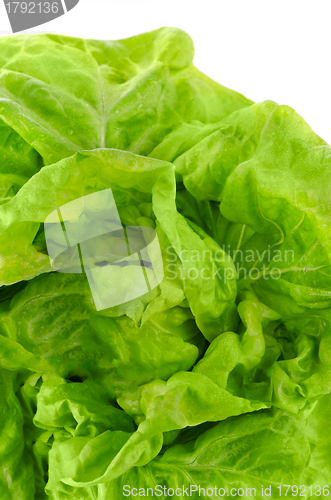 Image of Green lettuce