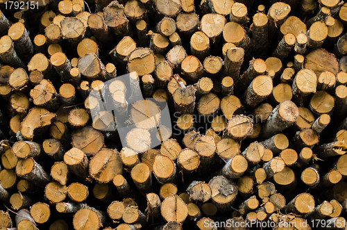 Image of Pile of trees 