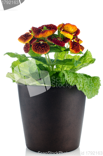 Image of Beautiful yellow and red calceolarua flowers