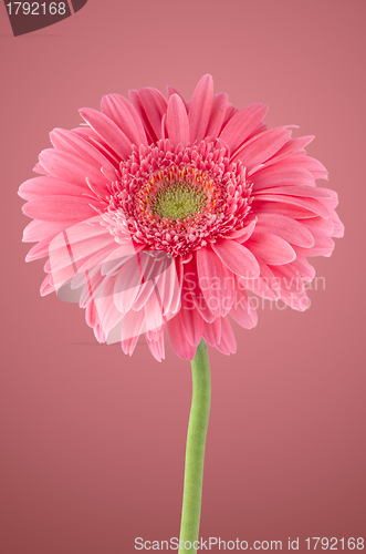 Image of Pink gerbera daisy flower