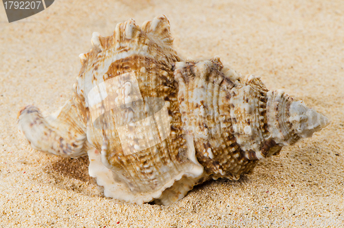 Image of Sea shell on the shore 