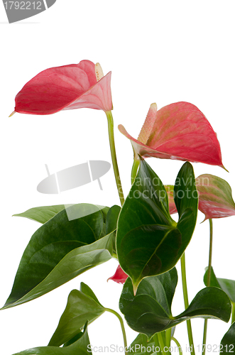 Image of Beautiful Anthedesia anthurium