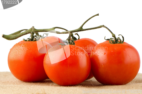 Image of Cherry tomatoes vine