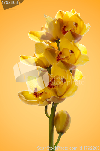 Image of Fresh bright yellow orchid