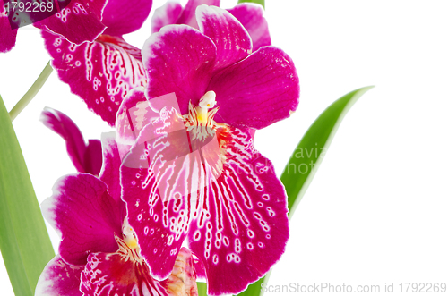 Image of Pansy Orchid - Miltonia Lawless Falls 