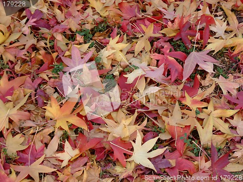 Image of Autumn leafs