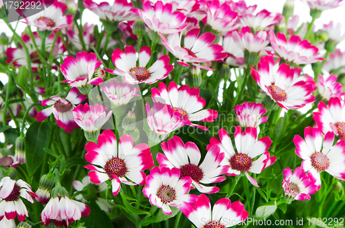 Image of Beautiful pink flowers and green grass