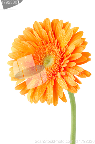 Image of Orange gerbera daisy flower