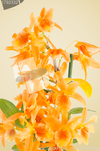 Image of Beautiful orange dendrobium flowers