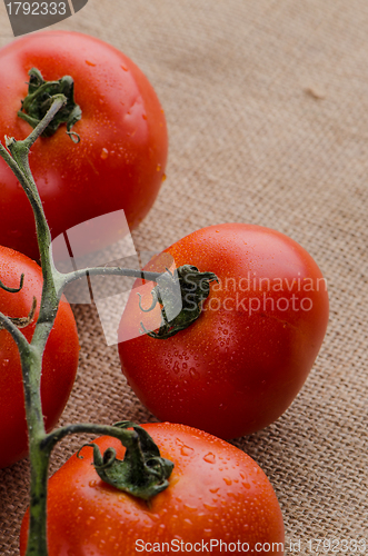 Image of Cherry tomatoes vine