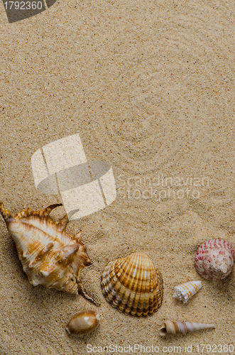 Image of Sea shells