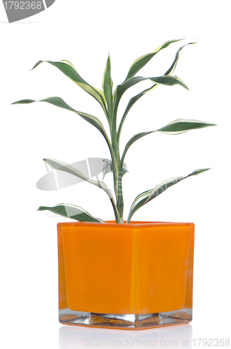 Image of Houseplant