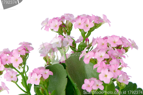 Image of Beautiful pink flowers and green leaves