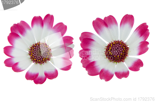 Image of Beautiful pink flowers