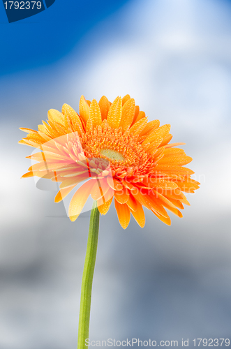 Image of Orange gerbera daisy flower