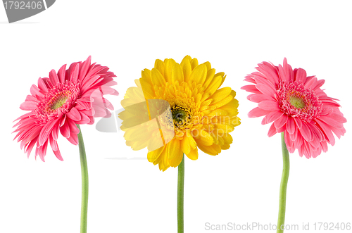 Image of Set of 3 gerberas