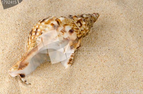 Image of Sea shell on the shore 