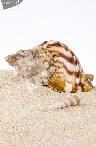 Image of Conch sea shell 