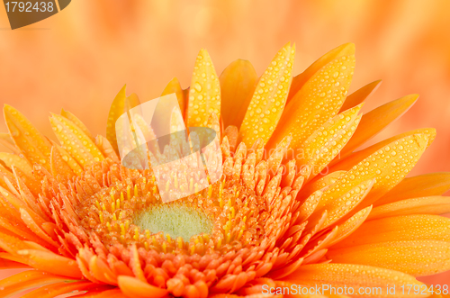 Image of Orange gerbera daisy 