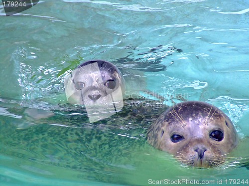 Image of Baby seal with mother