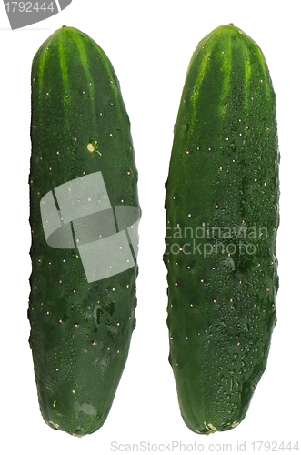 Image of Fresh green cucumbers