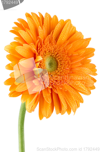 Image of Orange gerbera daisy flower