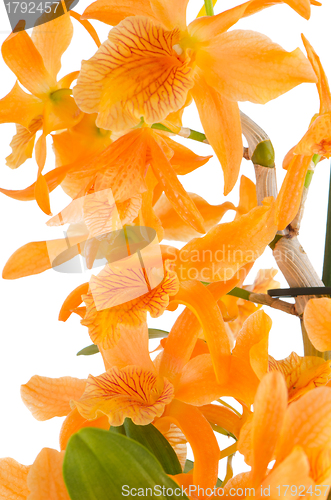 Image of Closeup of orange dendrobium flowers