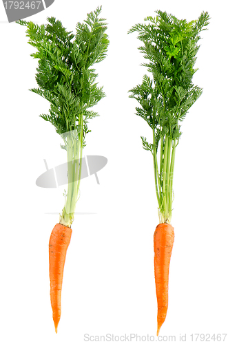 Image of Carrots